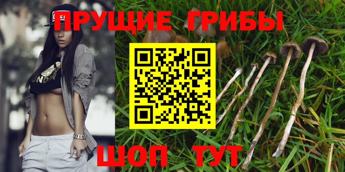 Галлюциногенные грибы Cubensis  Галлюциногенные грибы Cubensis  Волгоград 